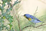 _MG_9100 Northern Parula.jpg