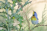 _MG_9125 Northern Parula.jpg