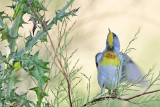 _MG_9141 Northern Parula.jpg