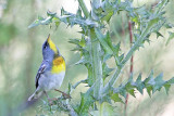 _MG_9227 Northern Parula.jpg