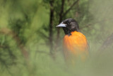 _MG_9437 Baltimore Oriole.jpg