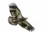 _MG_8025 Bald Eagle.jpg