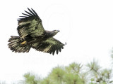 _MG_8030 Bald Eagle.jpg