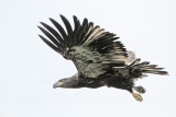 _MG_9581 Bald Eagle.jpg