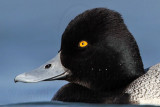 _MG_0357crop Lesser Scaup.jpg