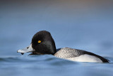 _MG_0374 Lesser Scaup.jpg