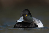 _MG_0827 Lesser Scaup.jpg