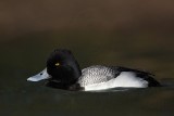 _MG_0962 Lesser Scaup.jpg