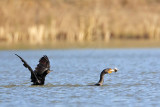_MG_4909 Neotropic Cormorant _ Double-crested Cormorant.jpg