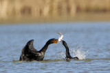 _MG_4921 Neotropic Cormorant _ Double-crested Cormorant.jpg