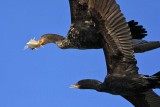 _MG_5309 Neotropic Cormorant _ Double-crested Cormorant.jpg