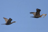 _MG_5354 Neotropic Cormorant _ Double-crested Cormorant.jpg