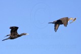 _MG_5356 Neotropic Cormorant _ Double-crested Cormorant.jpg
