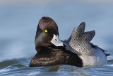 _MG_5562 Lesser Scaup.jpg