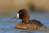 _MG_6174 Lesser Scaup.jpg