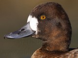 _MG_6201 Lesser Scaup.jpg