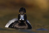 _MG_6389 Lesser Scaup.jpg