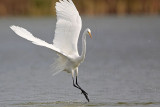 _MG_3278 Great Egret.jpg