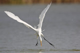_MG_3279 Great Egret.jpg