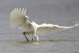 _MG_3281 Great Egret.jpg