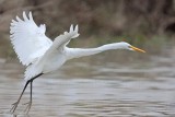 _MG_0079 Great Egret.jpg