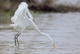 _MG_0082 Great Egret.jpg