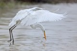 _MG_0083 Great Egret.jpg