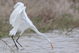 _MG_0337 Great Egret.jpg