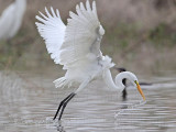 _MG_0627 Great Egret.jpg