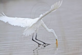 _MG_1221 Great Egret.jpg