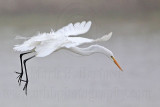 _MG_7170 Great Egret.jpg
