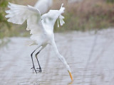 _MG_8276 Great Egret.jpg