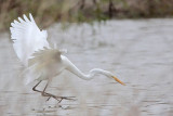 _MG_8775 Great Egret.jpg