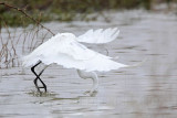 _MG_8817 Great Egret.jpg