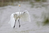_MG_8828 Great Egret.jpg