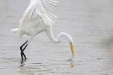 _MG_9452 Great Egret.jpg