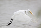 _MG_9569 Great Egret.jpg