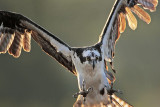 _MG_7613 Osprey.jpg