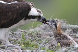 _MG_1377 Osprey.jpg