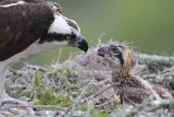 _MG_1378 Osprey.jpg