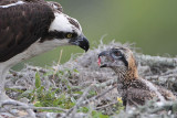 _MG_1379 Osprey.jpg