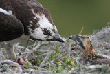 _MG_2516 Osprey.jpg