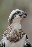 _MG_1023 Eastern Osprey.jpg