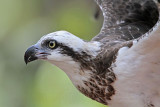 _MG_1044 Eastern Osprey.jpg