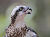 _MG_1060 Eastern Osprey.jpg