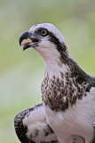 _MG_1101 Eastern Osprey.jpg