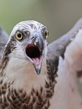 _MG_1138 Eastern Osprey.jpg
