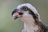 _MG_1160 Eastern Osprey.jpg
