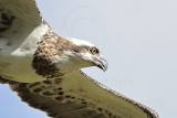 _MG_2810 Eastern Osprey.jpg