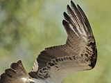 _MG_2817 Eastern Osprey.jpg